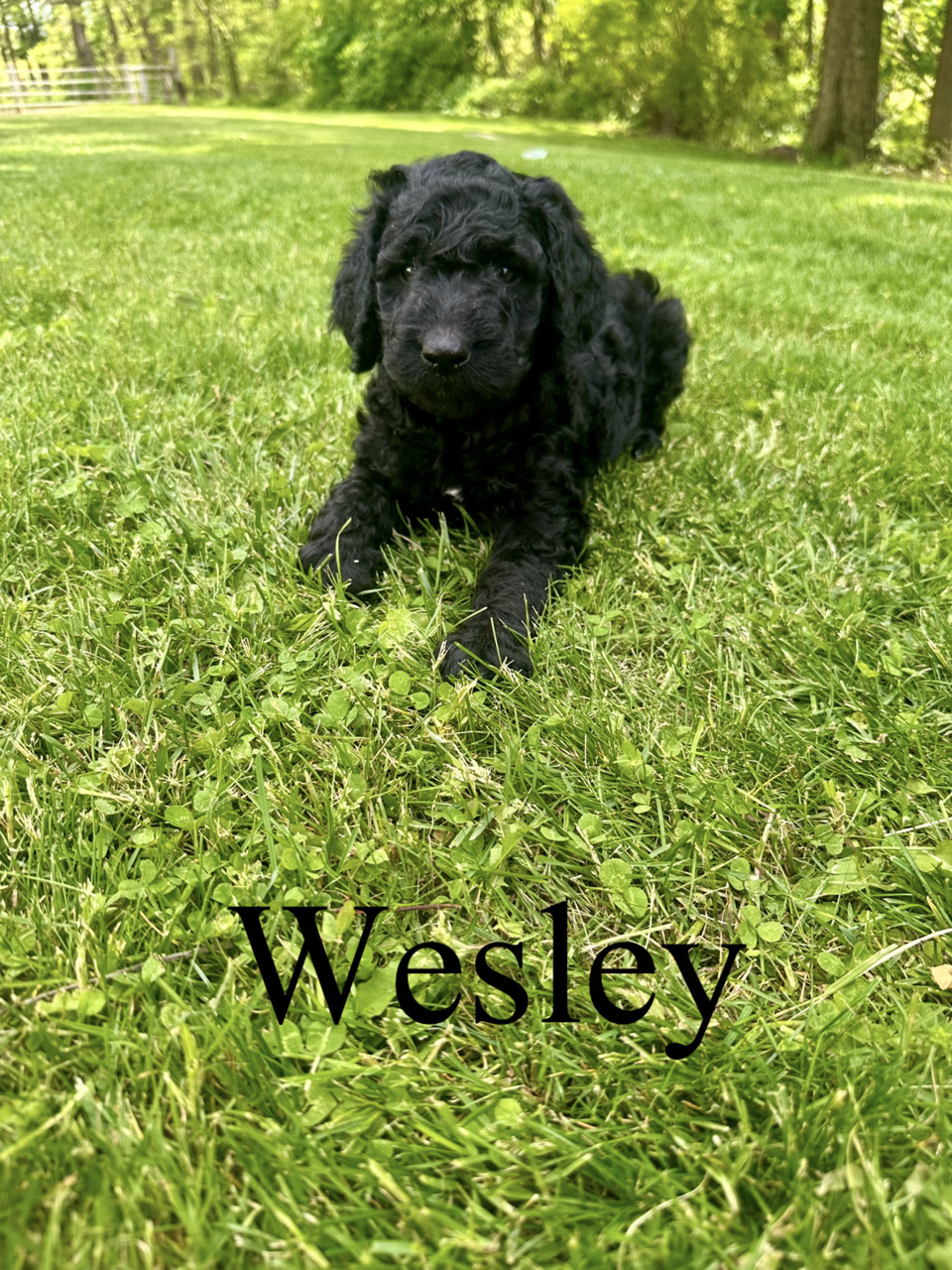 Wesley 1